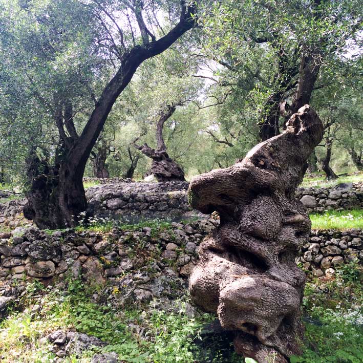 Explore Olive groves